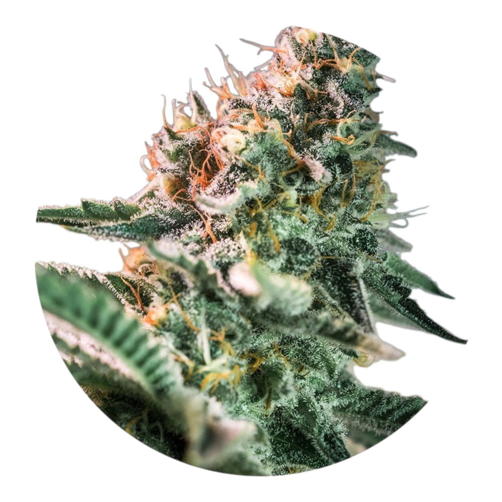 Close-up of a cannabis bud with green leaves and orange stamens on a white background