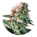 Close-up of a cannabis bud with green leaves and orange stamens on a white background