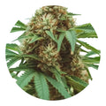 Hemp-Derived Terpenes 1ml | Solvent-Free Steam Distilled Blends