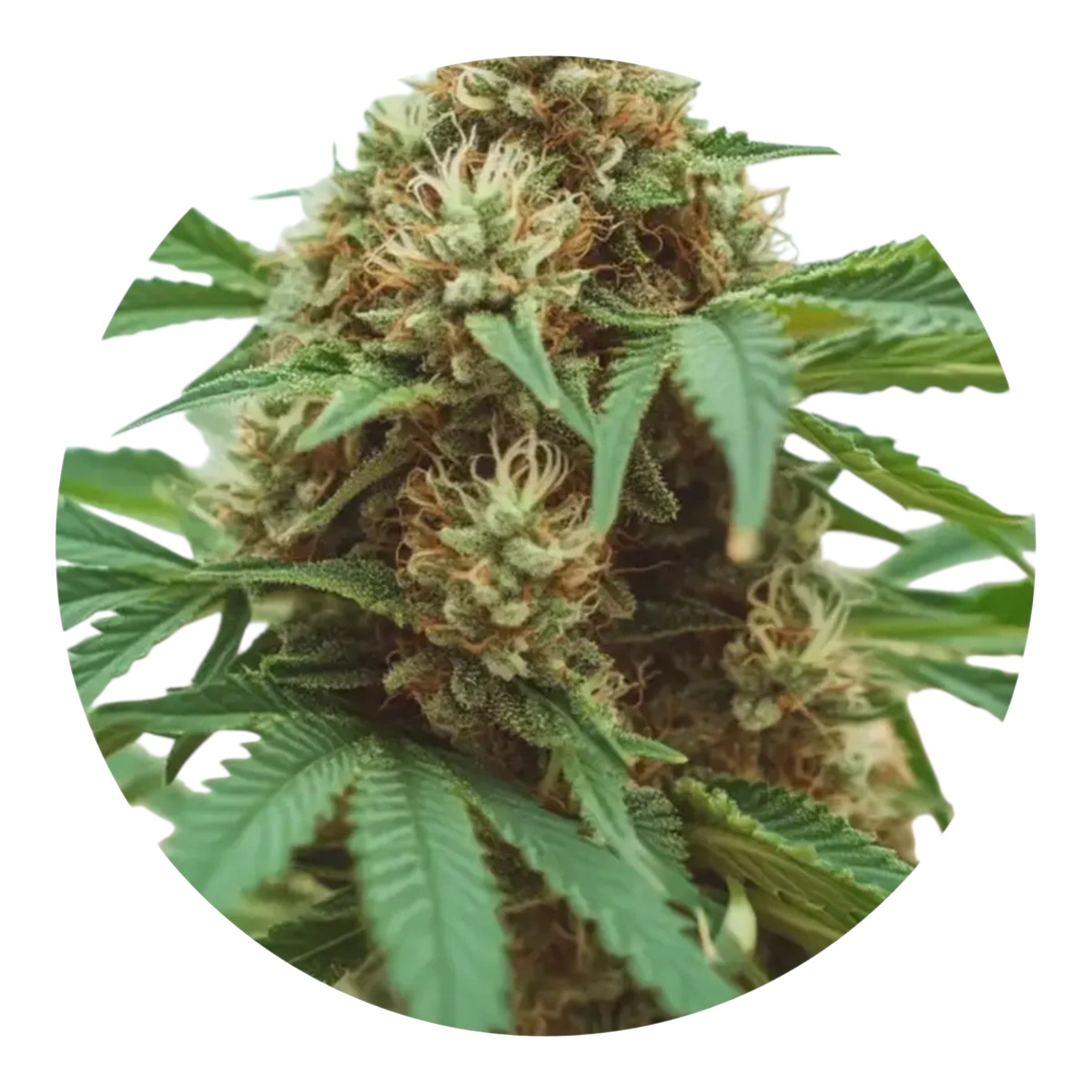 Hemp-Derived Terpenes 1ml | Solvent-Free Steam Distilled Blends