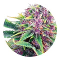 Close-up of a cannabis plant with purple and green colors on a white background