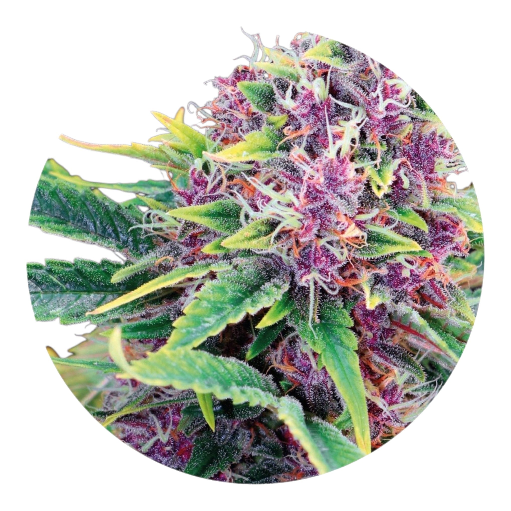 Close-up of a cannabis plant with purple and green colors on a white background